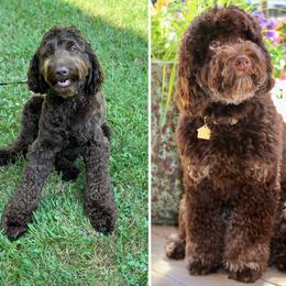Australian Labradoodle puppies from Happy Time Doodles
