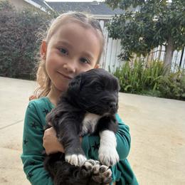 Australian Shepherd puppies from AlwaysAussies