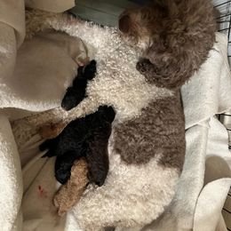Labradoodle Puppies from Jazzy's Doodles