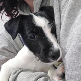 Kuzco - Black and white male Jack Russell Terrier puppy in Clarkesville, Georgia from Bagg End Jack Russell Terriers