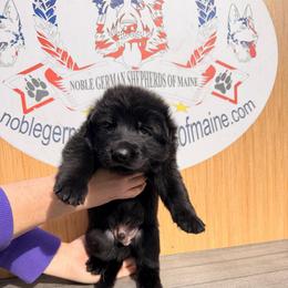 Black male 1st pick - Black male German Shepherd puppy in Hollis Center, Maine from Noble German Shepherds of Maine