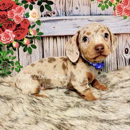 Isabella and Tan Dapple Male Smooth Blue Collar - Fawn (isabella) and tan male Dachshund puppy in Cleveland, Tennessee from Kelly's Doxie Farm