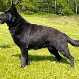 Bruce - German Shepherd