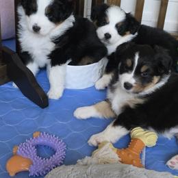 Miniature American Shepherd Puppies from All About Me Miniature American Shepherds