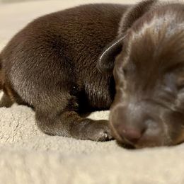 Dachshunds from Mini Dixie’s of Eastern KY