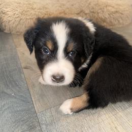 Gold - Black tri-color female Australian Shepherd puppy in Carson City, Nevada from Miska’s Australian Shepherds
