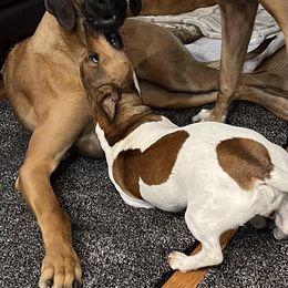 Rhodesian Ridgeback Puppies from Lyonnese Rhodesian Ridgebacks