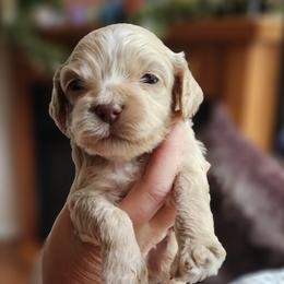 Yellow Male - Buff and white male Cockapoo puppy in Mocksville, North Carolina from Hunting Creek Farms