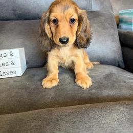 Female 3 - Sable female Dachshund puppy in Stuart, Iowa from Johnson Family Paws