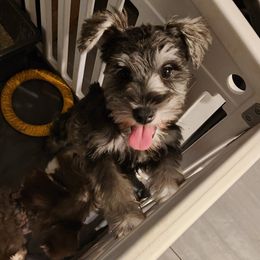 Shilo (Shilow) - Wheaten male Miniature Schnauzer puppy in Las Vegas, Nevada from Byrd's House
