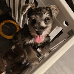 Shilo (Shilow) - Wheaten male Miniature Schnauzer puppy in Las Vegas, Nevada from Byrd's House
