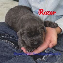 Razer - Gray male Newfoundland puppy in Cortez, Colorado from Bear Heart Newfoundlands, LLC