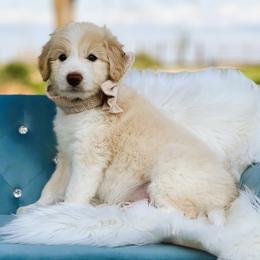 Milan - Gold male Bordoodle puppy in Conway, Missouri from 2J 2K Bordoodles