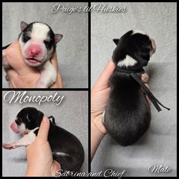 Monopoly - Black and white male Siberian Husky puppy in Bloomfield, Indiana from Paiges lil huskies