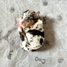 Australian Labradoodle and Bernedoodle Puppies from The Poodle Co. Raising Doodles & Poodles