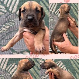 GINGER - Fawn female Great Dane puppy in Wellsville, New York from Prophecy Danes