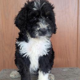 Loretta - Tri-color female Bernedoodle puppy in Lancaster, Minnesota from Richardville Hunde