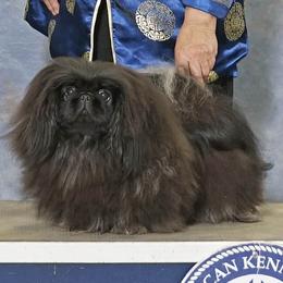 Coco - Pekingese