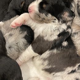 Assorted Doodle Crosses, Aussiedoodle, and Australian Shepherd Puppies from Faith, Feathers & FurBabies