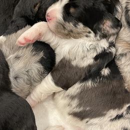 Assorted Doodle Crosses, Aussiedoodle, and Australian Shepherd Puppies from Faith, Feathers & FurBabies