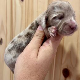 LIBERTY - Dapple female Dachshund puppy in Delano, Tennessee from Olive Branch Acres