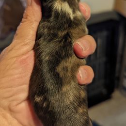Boy 1 - Dachshund puppy in Homosassa, Florida from Foxies Doxies