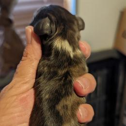 Boy 1 - Dachshund puppy in Homosassa, Florida from Foxies Doxies