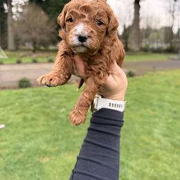 Carmel - Red  female Goldendoodle puppy in Battleground, Washington from Doodles Delight PNW