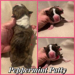 Peppermint Patty - Red brindle female American Staffordshire Terrier puppy in Marietta, Georgia from Ambition Amstaffs