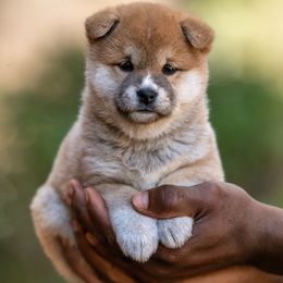 Red Female - Red female Shiba Inu puppy in Hephzibah, Georgia from Evenfalls Shiba Inu