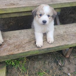 Chloe - White Anatolian Pyrenees puppy in Farmersville, Texas from Up Shinn Creek