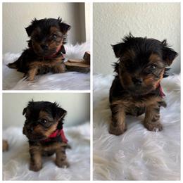 Skippy (Blue Collar) - Black and tan male Yorkshire Terrier puppy in Riverbank, California from Yorkie_Wonderland and Stud Services