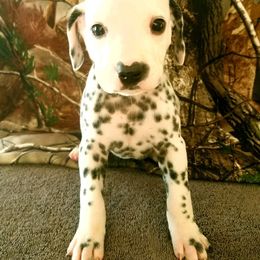 Dalmatian Puppies from Cookie & Cream Dalmatians