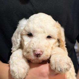 Light Blue Collar - - Cream female Goldendoodle puppy in Mc Cook, Nebraska from Powers Doodles