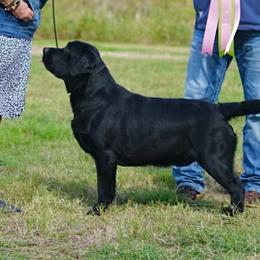 Labrador Retrievers from DogRiver Labradors