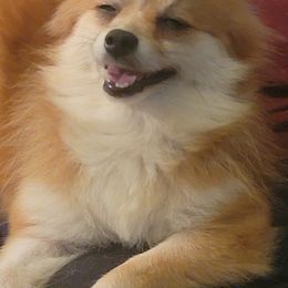 Bichon Frises and Pomeranians from Melodie's Bichons and Pomeranians