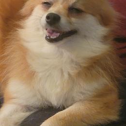 Bichon Frises and Pomeranians from Melodie's Bichons and Pomeranians