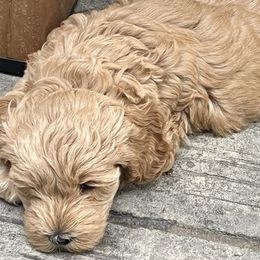 Girl 1 - Apricot Goldendoodle puppy in Winston Salem, North Carolina from Summer Breeze Doodles