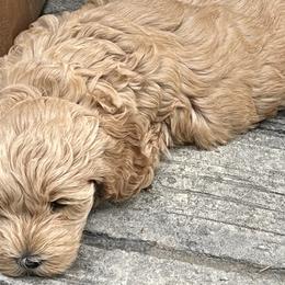 Girl 1 - Apricot Goldendoodle puppy in Winston Salem, North Carolina from Summer Breeze Doodles