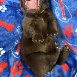 Wade - Brown male Newfoundland puppy in Silver Creek, New York from Boo N’ Bubs Newfoundlands