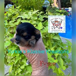 Pyper - Black and tan female Yorkshire Terrier puppy in Dierks, Arkansas from Yorkie’s Klassie Kreations