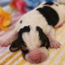 Bubbles - Black brown and white male Basset Hound puppy in Floyd, Arkansas from Twin Creek Acres