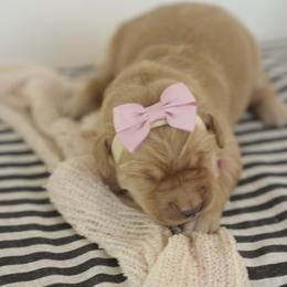 Babe - Golden female Golden Retriever puppy in Idaho Falls, Idaho from Brinton Goldens