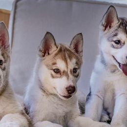 Siberian Huskies from Icewind Siberians