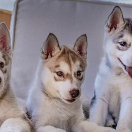 Siberian Huskies from Icewind Siberians