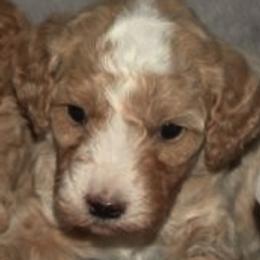 Male 5 - male Cavapoochon puppy in Fredericksburg, Ohio from Timshell Farm Specialty Crossbreed Puppies