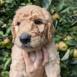 Goldendoodles from Olander's Goldendoodles