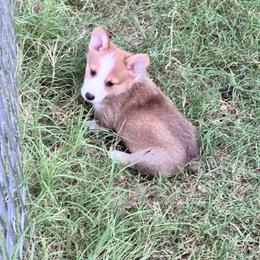 Roscoe - Sable male Pembroke Welsh Corgi puppy in Millsap, Texas from Punchy Pembroke Ranch