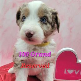 100 Grand - Brown merle female Aussiedoodle puppy in Boonville, North Carolina from Branch Creek kennels