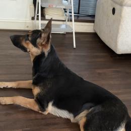 Diamond - German Shepherd